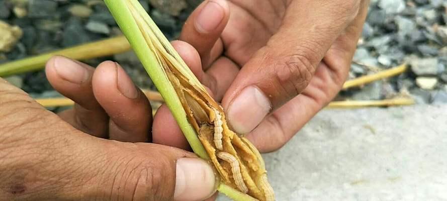 花椒钻心虫防治方法大全（保护花椒果实做好这15点）