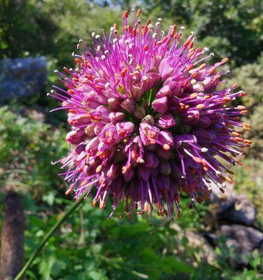 花韭开花的时节及特点（探秘花韭的生长特点）