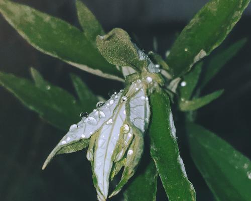 花露水能否用来浇花（揭开花露水浇花的真相）