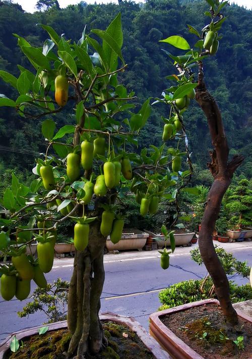 花生的品质与精神（探秘花生的营养成分与种植习性）