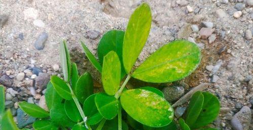 花生黄叶病的原因及治疗处理方法（探究花生黄叶病的发病原因）