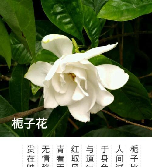 栀子花花语与寓意（探寻栀子花的美丽与象征）