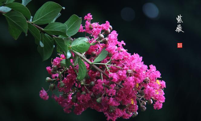 安阳的市花紫薇花的象征意义（探索紫薇花背后的文化寓意）