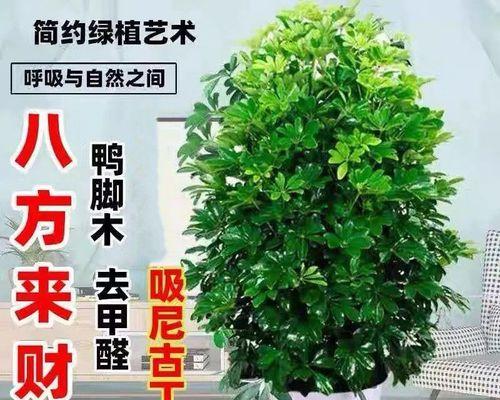 八方来财树开花，好运即将到来（预示着什么意思）