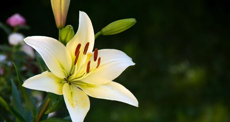 白百合花的象征意义（揭示白百合花所代表的美好寓意）