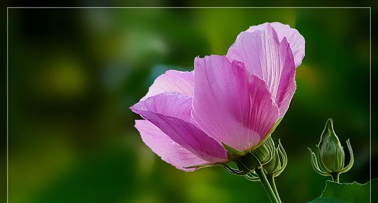 白芙蓉花的象征意义与美丽魅力（花中之王的奇幻世界）