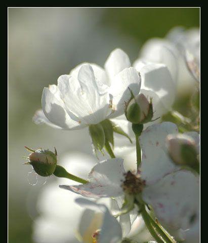 白蔷薇的花语与代表意义（解读白蔷薇的深刻含义）