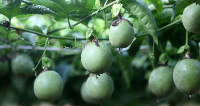 百香果（花香蜜意、多汁诱人）