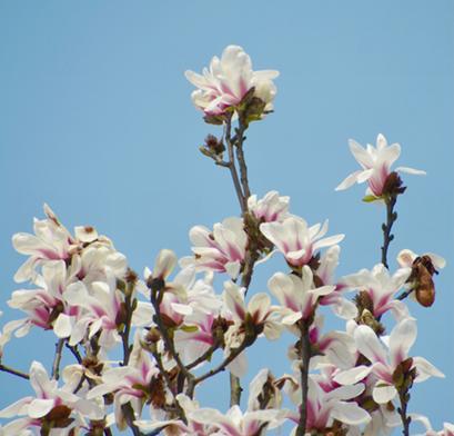 保定市花——牡丹的美丽与意义（探索保定市花牡丹的艳丽魅力与深厚文化底蕴）