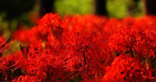 高冷花的花语与魅力剖析（揭秘高冷花的内涵与神秘魅力）