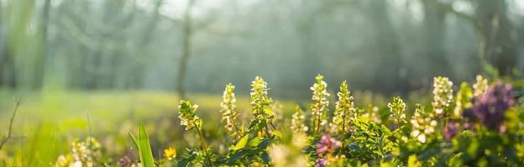 害羞之花（探秘花语中代表害羞的花的意义与象征）