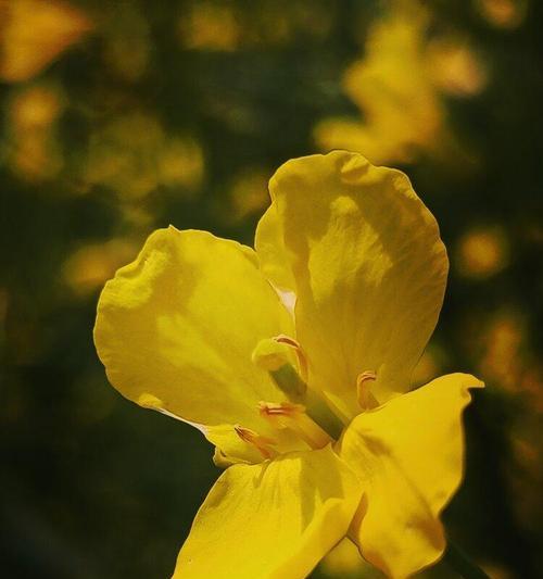 花语中的加油之花（探索加油的花语意义及其象征力）