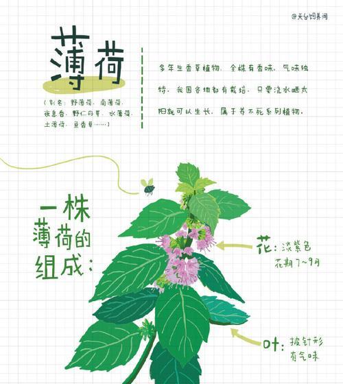 薄荷叶子干枯的原因与补救方法（探究干枯原因）