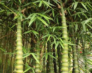 北方竹子种植时间及注意事项（如何选择最佳种植时间）