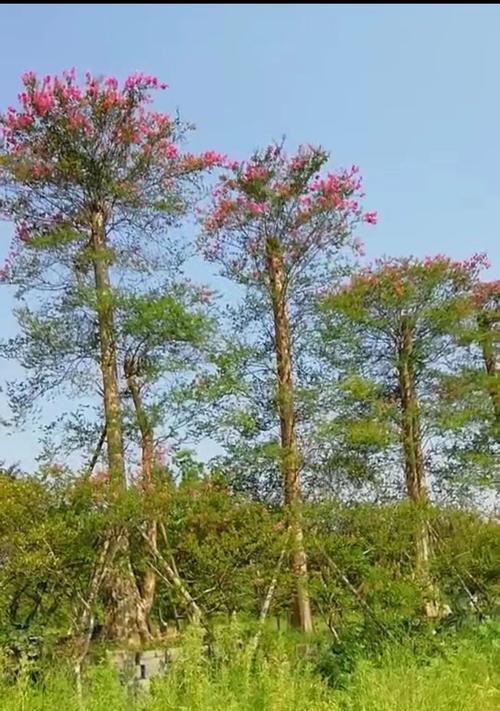 低矮景观树的选择与养护（打造美丽庭院）