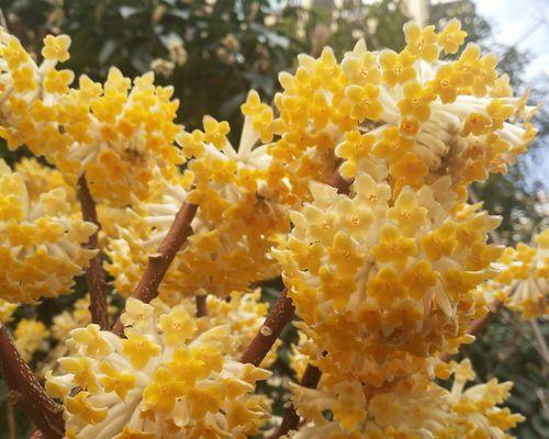 缤纷花海——比较香的花卉盘点（15种香气芬芳的花卉品种详解）