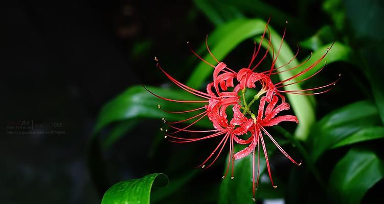 冬天里的彼岸花（彼岸花的特点）