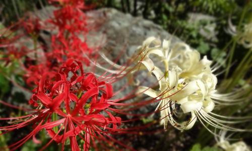 冬天开花的奇迹——彼岸花（神秘的开花规律和养护技巧）