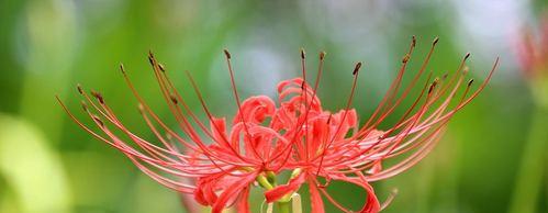 探寻彼岸花的栖息地（揭秘彼岸花的生长环境和特征）