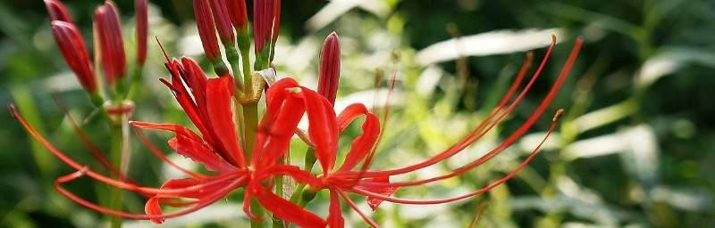 彼岸花种植时间与生长周期详解（掌握正确的种植时间）