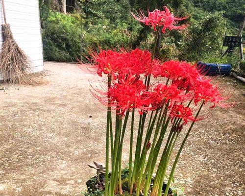 彼岸花种子是否有毒（探究彼岸花种子的成分和毒性）