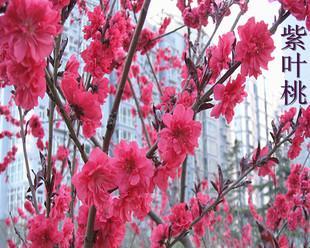 院子里能种碧桃吗？——探讨种植碧桃的适宜环境