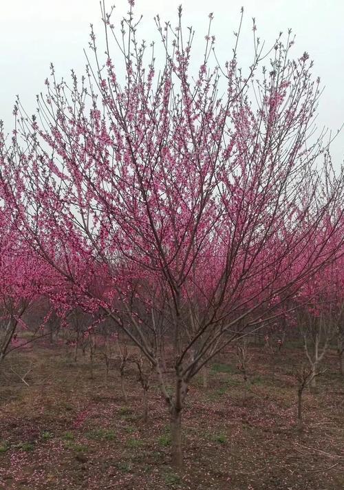 碧桃开花时间及特点详解（春季美景）