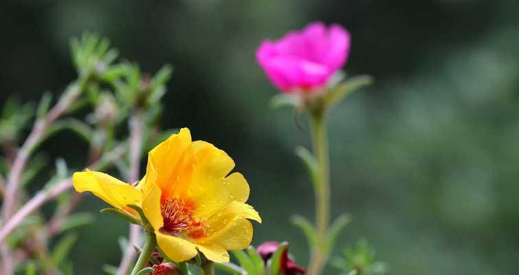 以太阳花的花语（探寻以太阳花的花语及其象征意义）