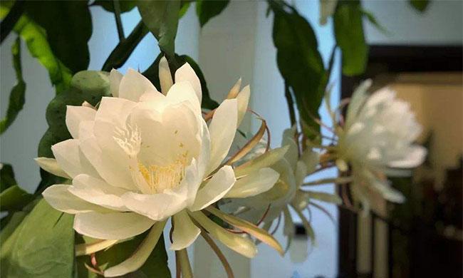 昙花（昙花花语与寓意）