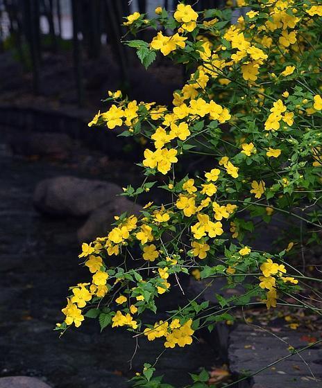 棠棣花（探寻棠棣花的象征意义与文化传承）