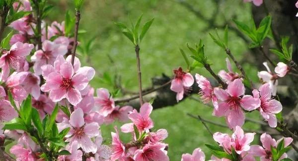 桃花花语（桃花花语的深层含义与传承）