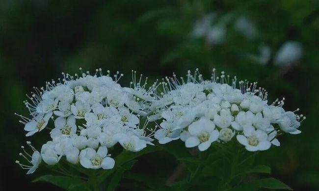 荼蘼花语（荼蘼花散发的芬芳）