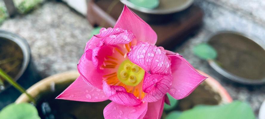 碗莲花的美丽与寓意（探寻碗莲花的花语与传说）