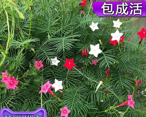 五角星花的寓意是什么（解读五角星花所代表的象征和意义）