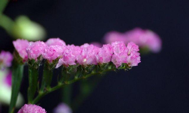 勿忘草花语的含义与传说（勿忘草花语神秘蕴意背后的故事与象征）