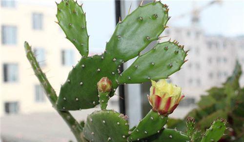 仙人球花语（探索仙人球花语的深意与启示）