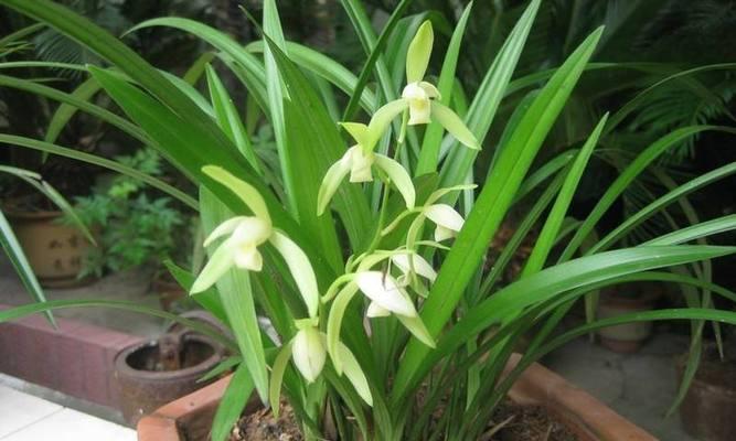 兰花种植条件与生长环境要求（打造适宜兰花生长的环境）