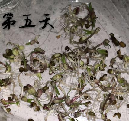 如何避免蓝豆徒长（学习正确的种植方法）