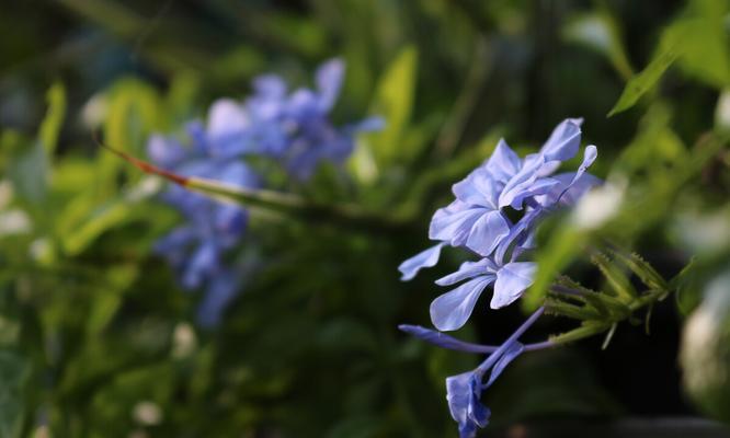 蓝花茄的耐寒能力（探讨蓝花茄在哪些温度下能生长）