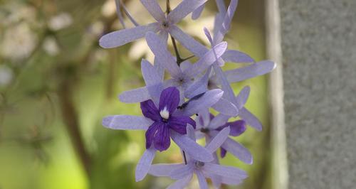 蓝花藤在北方如何度过寒冬（寒冬来临）