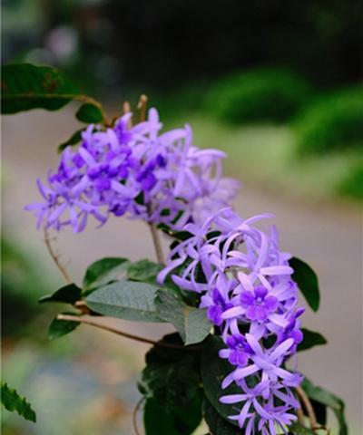 蓝花藤的花期与开花次数（探究蓝花藤一年开几次花）