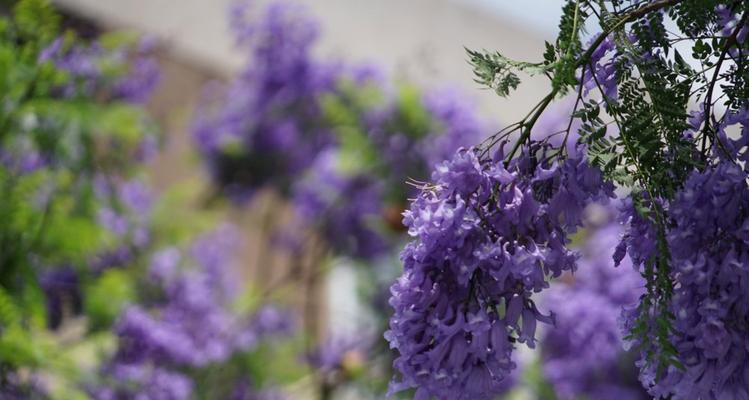 蓝花楹生长速度之快慢（一年能长多少）