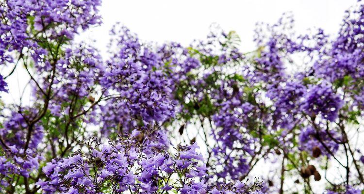 如何种植蓝花楹（适合在哪里种植）