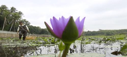 蓝莲花开花时间及花期指南（花期在什么时候）