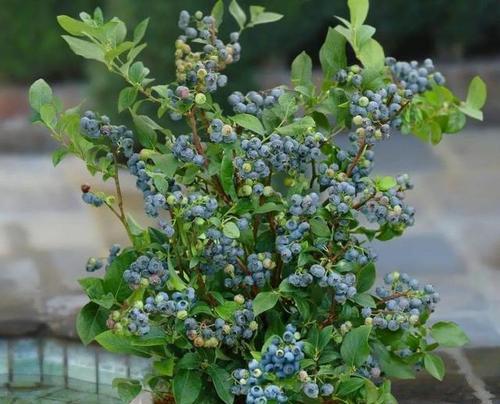 蓝莓种植指南（蓝莓栽种时间表及关键步骤）