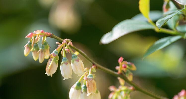 蓝莓花的颜色及特点（探究蓝莓花的颜色）