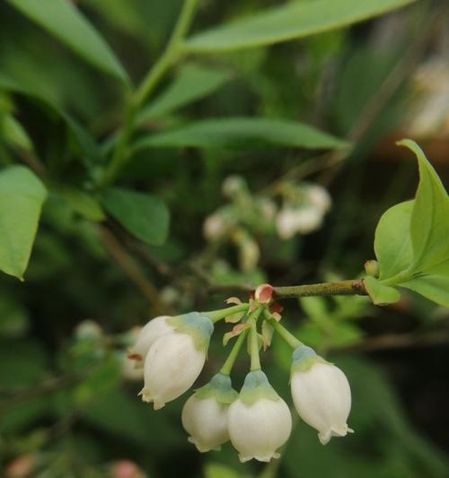 蓝莓的季节性开花与结果（了解蓝莓开花和结果的关键时间节点）