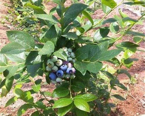 蓝莓树几年结果实的秘密（从种植到结果实）