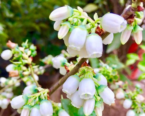 蓝莓的花期和开花次数（一年几次开花）