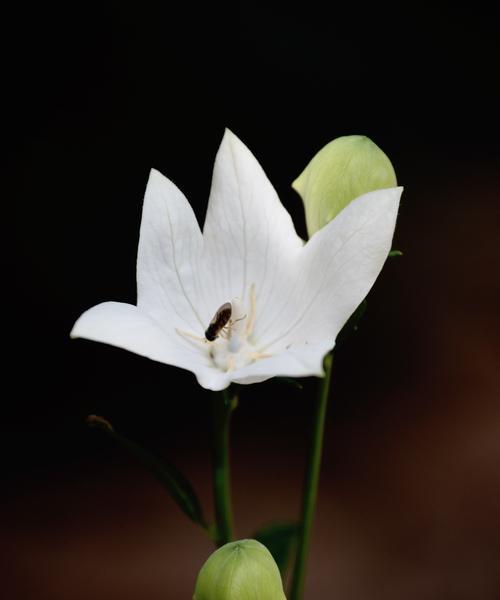 黑色花朵的神秘魅力（揭秘黑色花朵的花语之谜）